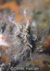 Oaten pipe hydroid. Menai strait's. North Wales. D200, 60mm. by Derek Haslam 